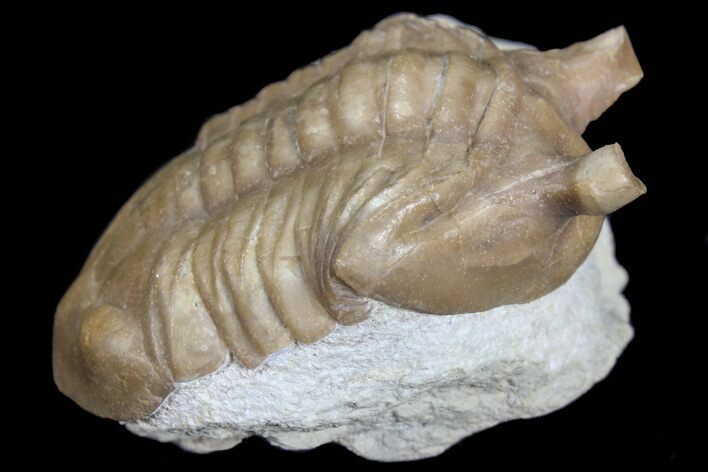 Asaphus Punctatus Trilobite - Russia #74673